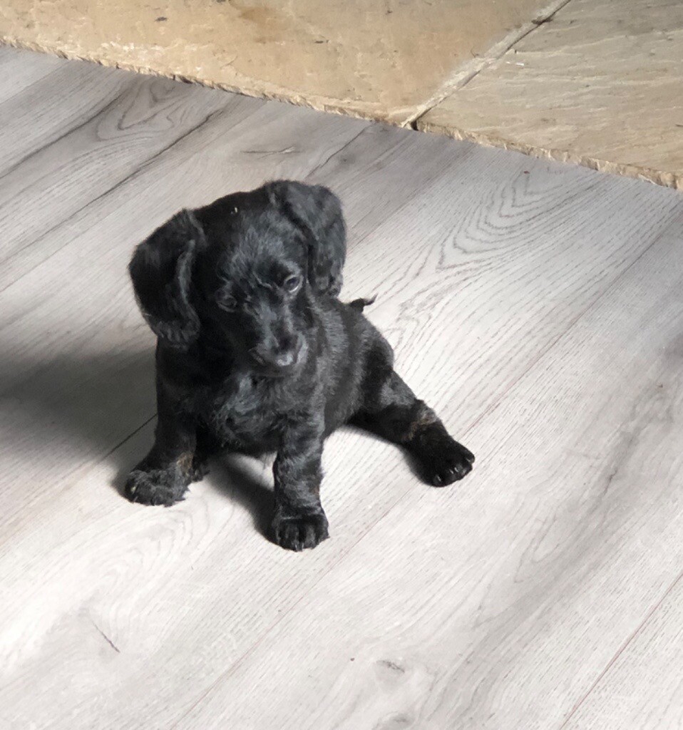 doxiepoo for sale